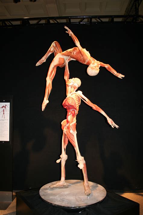 BODY WORLDS: The Original Exhibition, is the first exhibition of its kind to inform the visitor about anatomy, physiology and health by viewing real human bodies preserved through Plastination, the preservation process invented by Dr. Gunther von Hagens in 1977, while he was working as an anatomist at the University of Heidelberg.