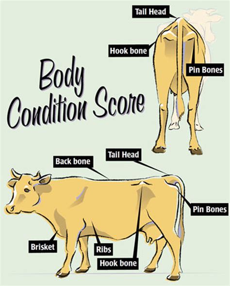 Body condition scoring Farmers