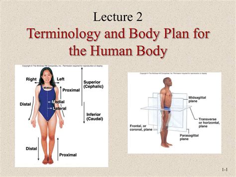 Body plans Definition & Meaning - Merriam-Webster