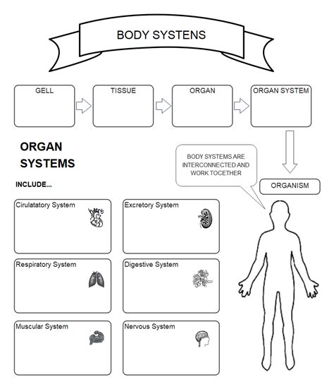 Graphic of the body systems where students fill within blanks regarding structures within the organ system both their functions. This concept map could be used as a review or as a approach to organize notes over the body systems. Thereto can be used in basic health classes or in anatomy and physiology.. 