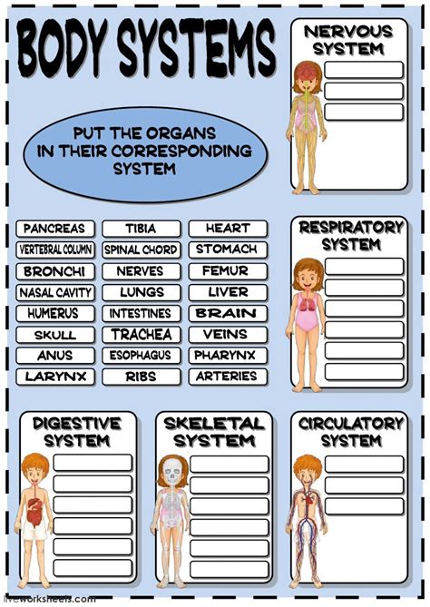 Body systems review worksheet - liveworksheets.com