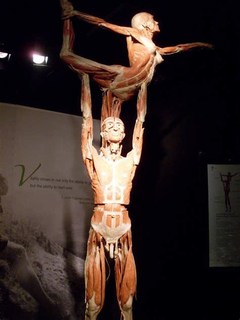 Body worlds boston. Things To Know About Body worlds boston. 