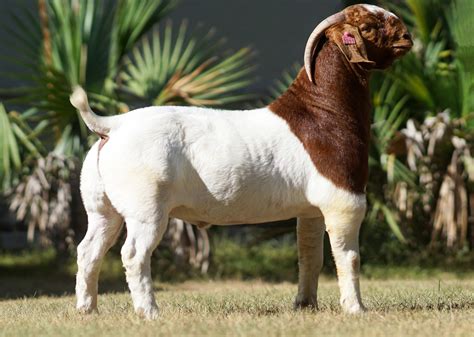 Boer Goats - Overview, News & Competitors ZoomInfo.com