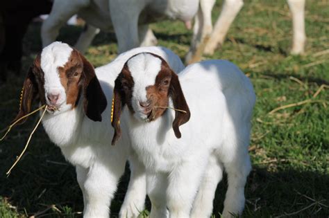 Boer goats for sale near me. PRICE: 850.00. Born: 5.8.2013. Sire: 4RB AIKMAN. Dam: MAX BOER GOATS DAPPLED $1 HOT SPOT. Vixen is a little fireball. She decided to be the boss of the babies from day one, and has grown into a wonderful doe. She is built thick, has good structure and beautiful coloring from her genetics. 