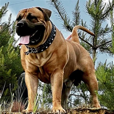 Boerboel