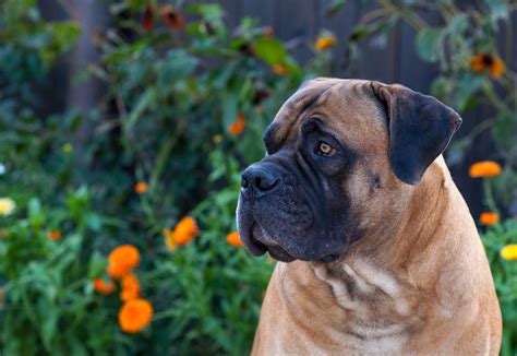 Boerboel breeders. USA. Canada. Europe. Australia and NZ. See our comprehensive list of Boerboel breeders from around the world to help bring home the puppy of your dreams. … 