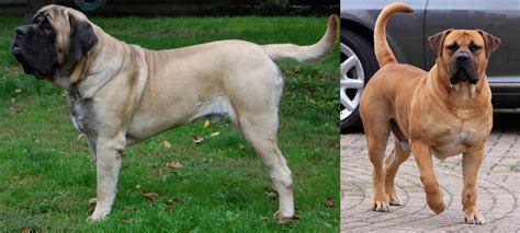 The English Mastiff too big and slow lacked the drive necessary to keep up with the crafty poacher. ... Boerboel vs Bull mastiff Comparison Chart. Breed Characteristics Boerboel The South African Mastiff is a large, lean breed with short hair. Known for being intelligent and easy to train, very self-assured, confident, and outgoing. .... 