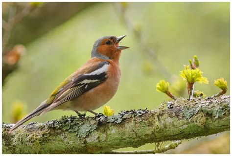 Bofink &ndash; Wikipedia