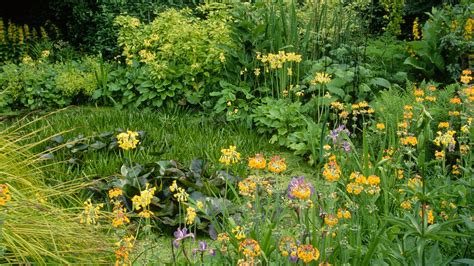 Bog gardens: expert advice on how and where to create one