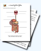 Bogglesworldesl Human Digestive System Answers
