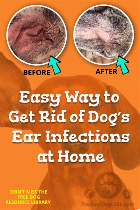 Boil in dog’s ear - Vet Help Direct