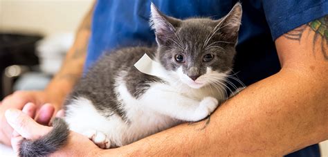 Boise and Meridian, ID: We offer low to no cost spay and neutering for cats, dogs and feral cats