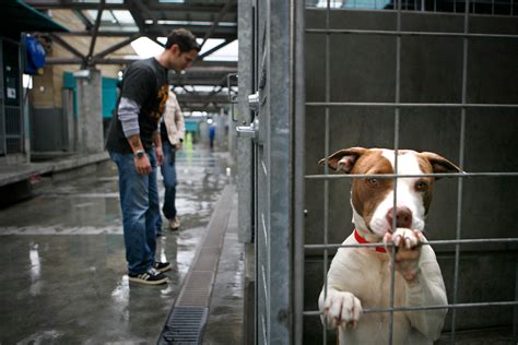 Boise animal shelter. Things To Know About Boise animal shelter. 
