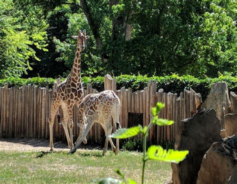 Boise zoo. WELCOME TO THE UNEXPECTED WEST. Boise is both urban and wild. It’s grit … 