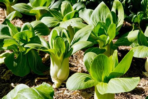 Bok Choy Baby Plants - Etsy