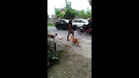 Bokep Cewek Sama Anjing - Bokep Animal Cewek Vs Anjing