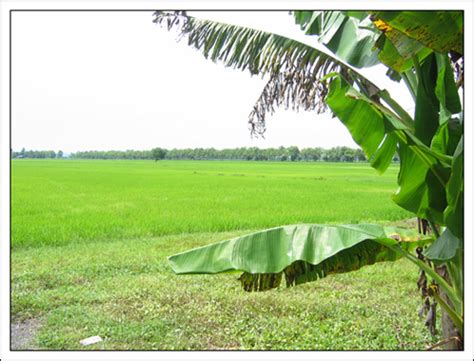 Bolehkah Memanfaatkan Sawah yang Digadaikan?