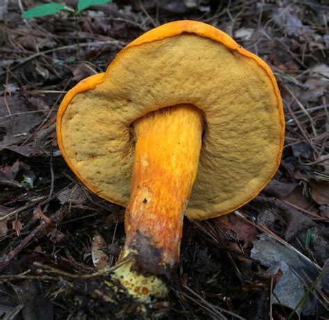 Tylopilus felleus, commonly known as the bitter bolete or the 