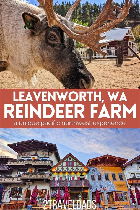 Leavenworth Reindeer Farm. Bucket list adventure awaits! Surrounded by the herd, our guests will hand feed, interact with and marvel at this protected-species. Gather 'round a crackling campfire and learn about what makes Reindeer one of the most highly accessorized creatures on our planet. Hold shed antlers, climb into Santa's sleigh and enjoy ...