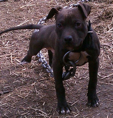 Jul 29, 2023 · Here you will find puppies that are for sale coming from Authentic Pitbull bloodlines, such as Redboy, Jocko, Bolio, Jeep, Eli etc. These puppies are medium priced compared to other kennels, based upon todays Pitbull market and economic conditions! Many of these Redboy, Jocko, Bolio, Eli or Jeep pups are worth much more that what they are ... . 