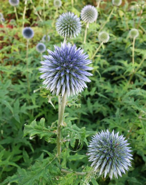 Bolltistel samplantering.