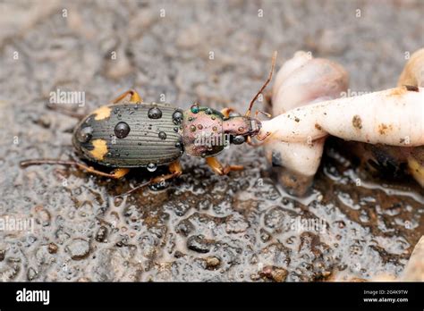 Bombardier Beetle (Pheropsophus jessoensis) – Animals You