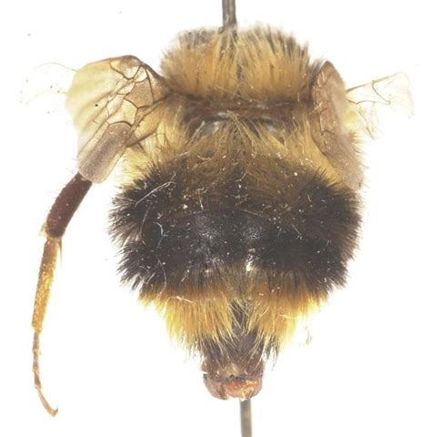 Bombus melanopygus - -- Discover Life