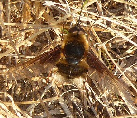 Bombylius helvus - Wikipedia