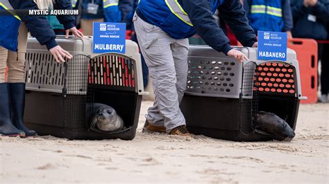 Bon Voyage, Mulberry & Habanero: Mystic Aquarium releases seals rehabbed at Animal Rescue Program
