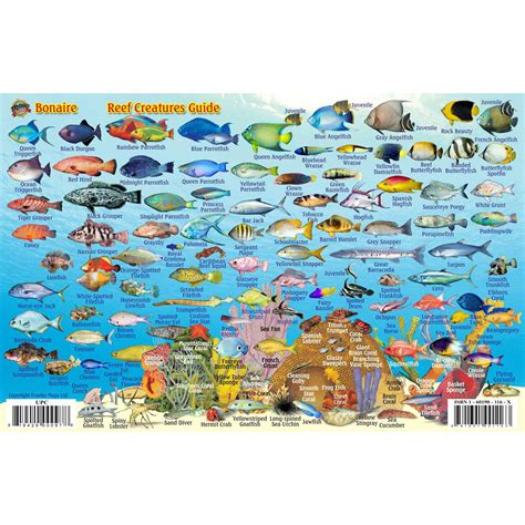 Bonaire reef creatures guide franko maps laminated fish card 4. - Book of geckos keeping and breeding manual of geckos in japanese.