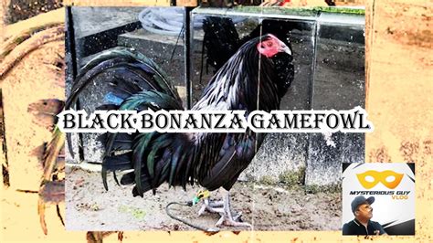 Bonanza gamefowl. Aug 2, 2022 · #Chicken #ManokPanabong #Rooster #Pets 