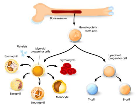 Bone Marrow Types, Structure and Functions