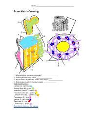 Bone Matrix Coloring Answer Key
