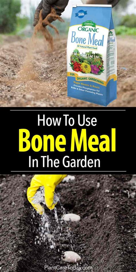 Bone Meal: How To Use It In The Garden - Hydrobuilder.com