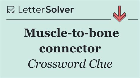 Bone Muscle Connector Crossword
