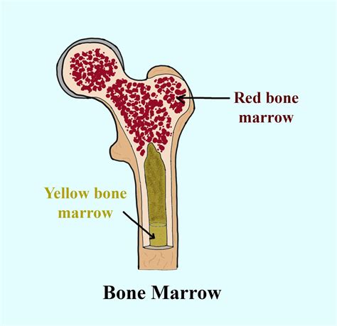 Bone marrow 뜻