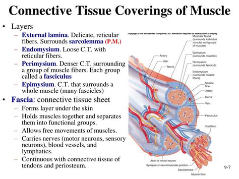 Bone-muscle connector. Things To Know About Bone-muscle connector. 