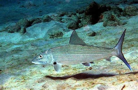 Bonefish - Description, Habitat, Image, Diet, and …