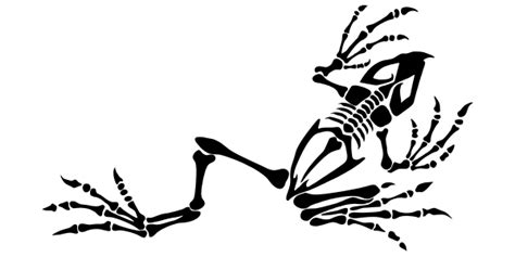 Bonefrog - coracoid. Ventral bone articulating with the sternum; the juncture of the scapula, clavicle and coracoid is the point where the hind limb is attached.