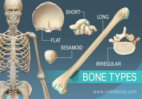 Bones Types structure and function