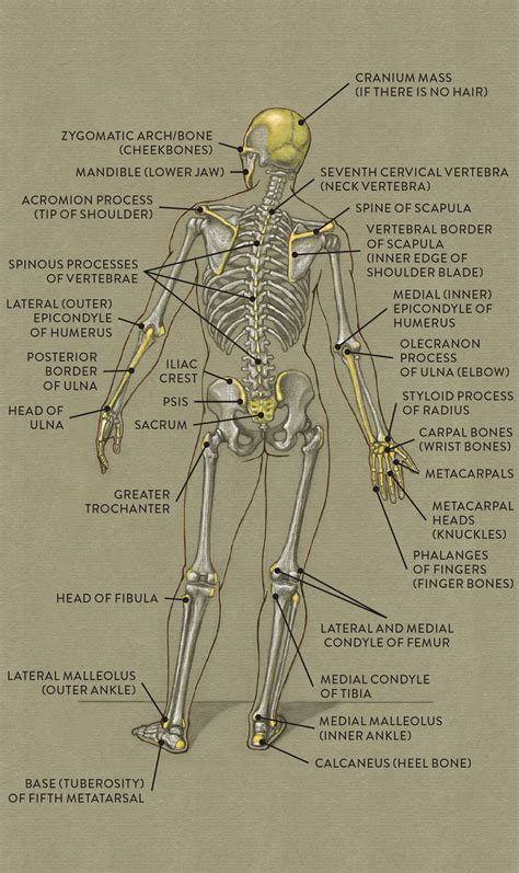 Bones and Surface Landmarks - Classic Human …