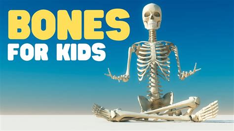Bones children. The skeletal system provides strength and rigidity to our body so we don't just flop around like jellyfish. We have 206 bones in our body. Each bone has a function. Some bones offer protection to softer more fragile parts of our body. For example, the skull protects the brain and the rib cage protects our heart and lungs. 