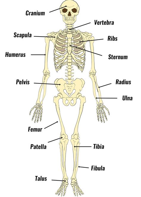 Bones of the skeleton - TeachPE.com