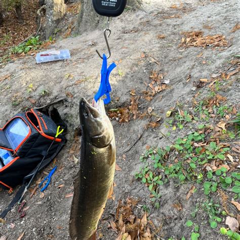 Boney Mill Pond Fishing near Wallace, North Carolina