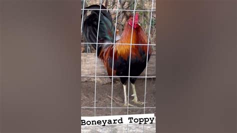 Boneyard Gamefowl. 139 likes. Here in Boneyard Farm we specialize in breeding rare poultry breeds . 