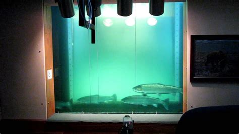 Bonneville fish Count Windows closing. 725 Views 5 Replies 4 Participants Last post by SteelheadBum2, Nov 13, 2005 Jump to Latest N. No Wishin Just Fishin Discussion starter .... 