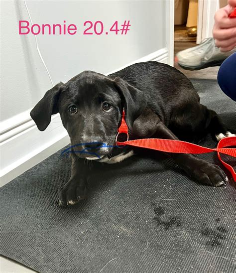 🔥 Bonnie20 Leaked [PPV]