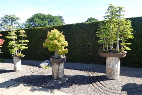 Bonsai / RHS Gardening - Royal Horticultural Society