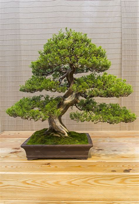 Bonsai Images, Stock Photos & Vectors Shutterstock