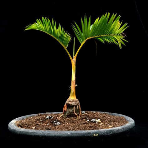 Bonsai Palm Trees: Everything You Need To Know